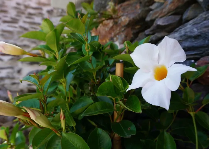 Casa Da Colina * Amarante